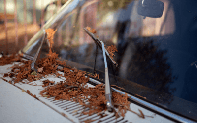 The Future of Windshield Replacement: Innovations to Watch